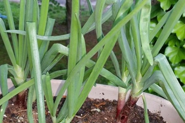 Kraken ссылка krakens13 at